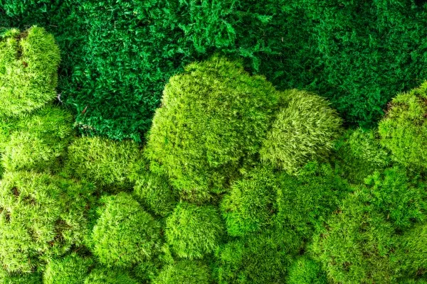 Muro verde como decoración de una fachada con diversos tipos de plantas y variación de tonos de verde